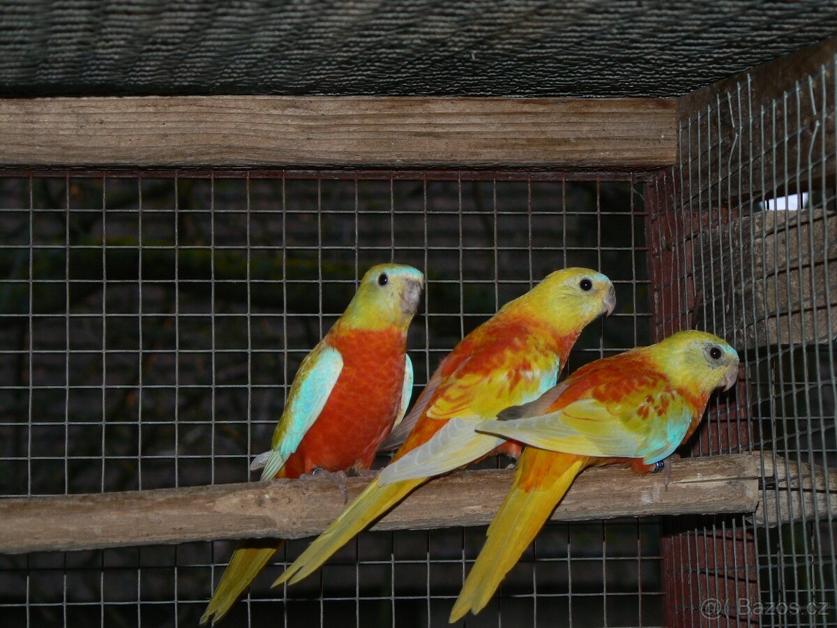 Neofema tyrkysová - 4