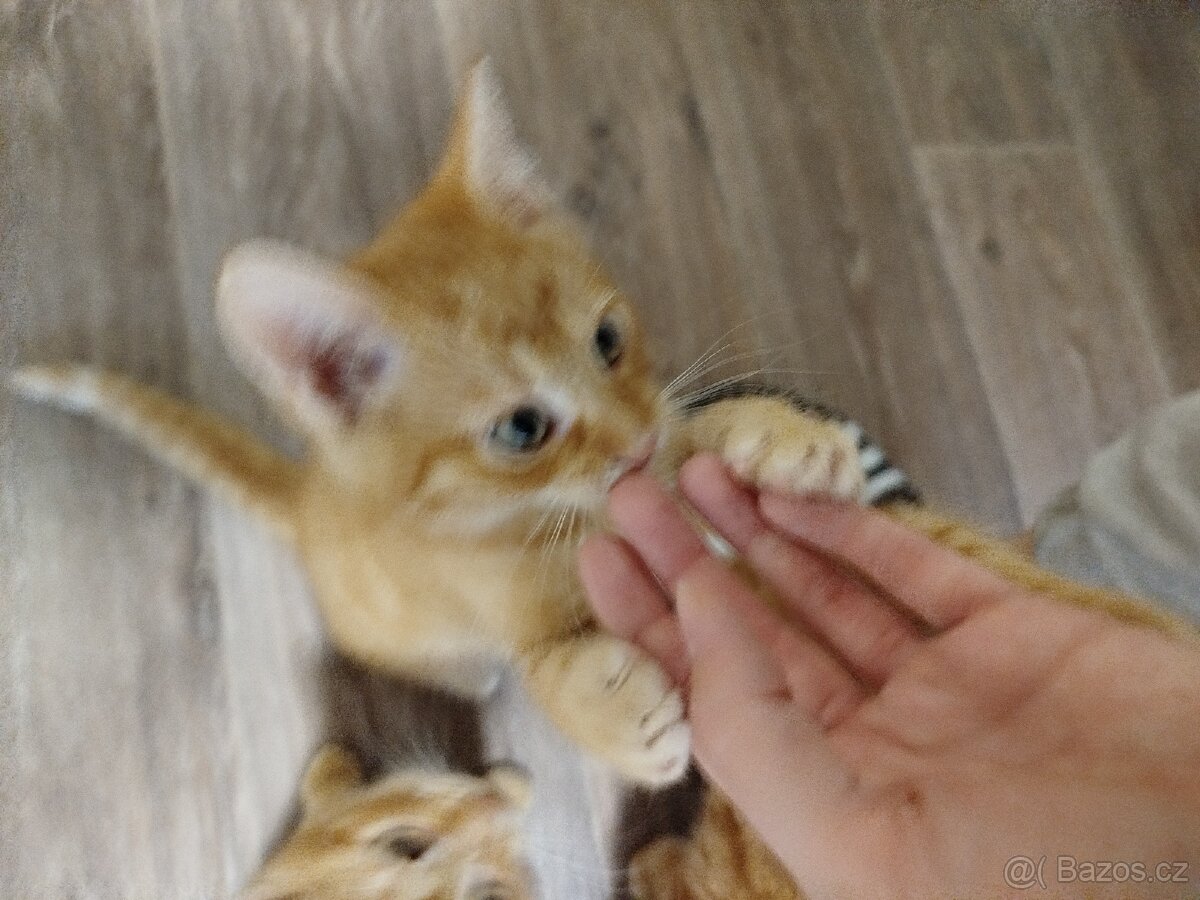 Daruji koťátka - 4