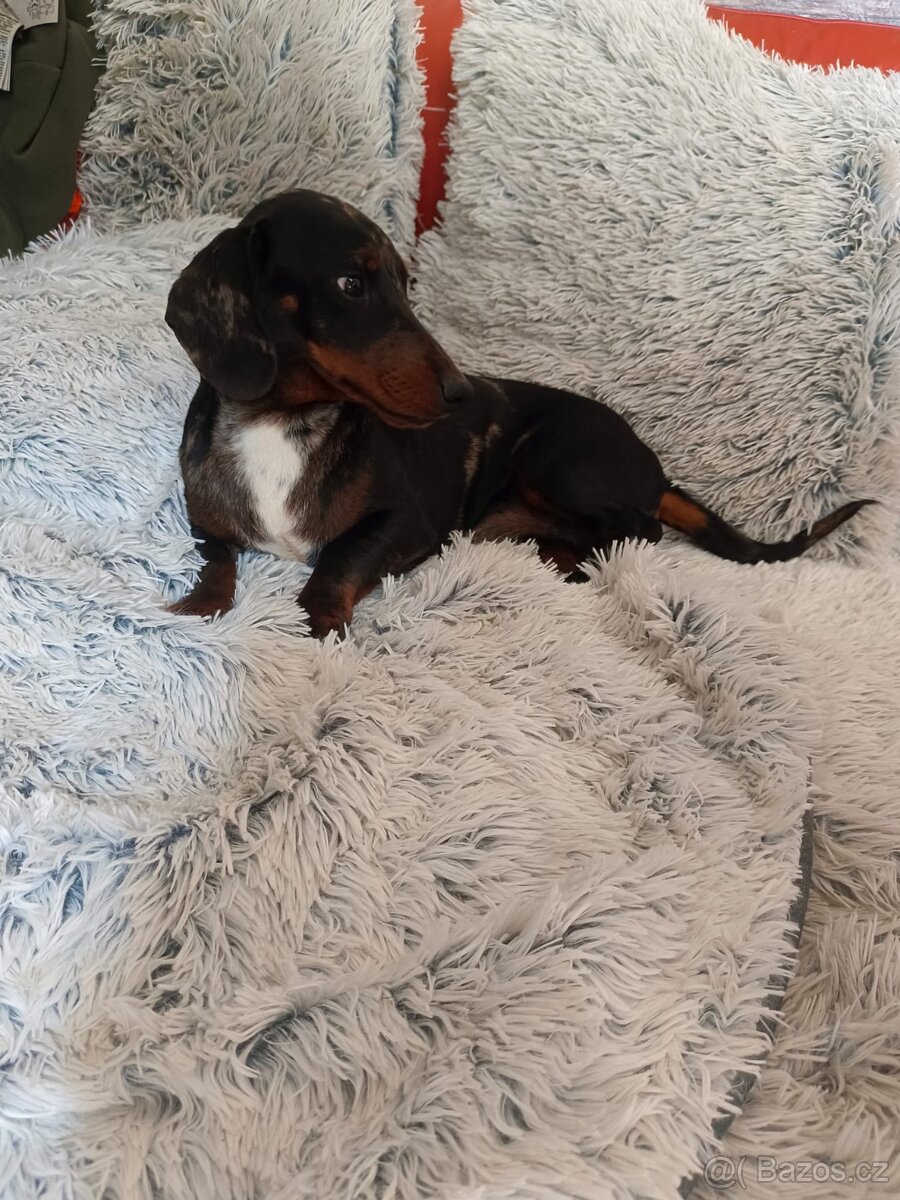 Jezevčík hladkosrstý trpasličí - 4