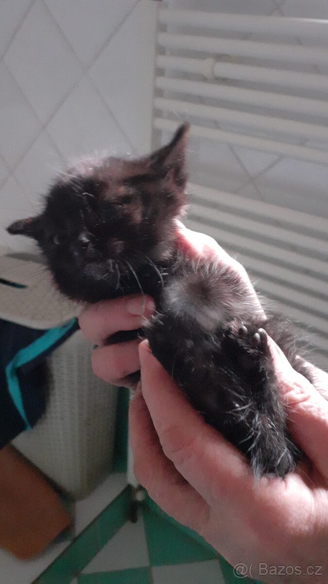 Malé kotě - 4