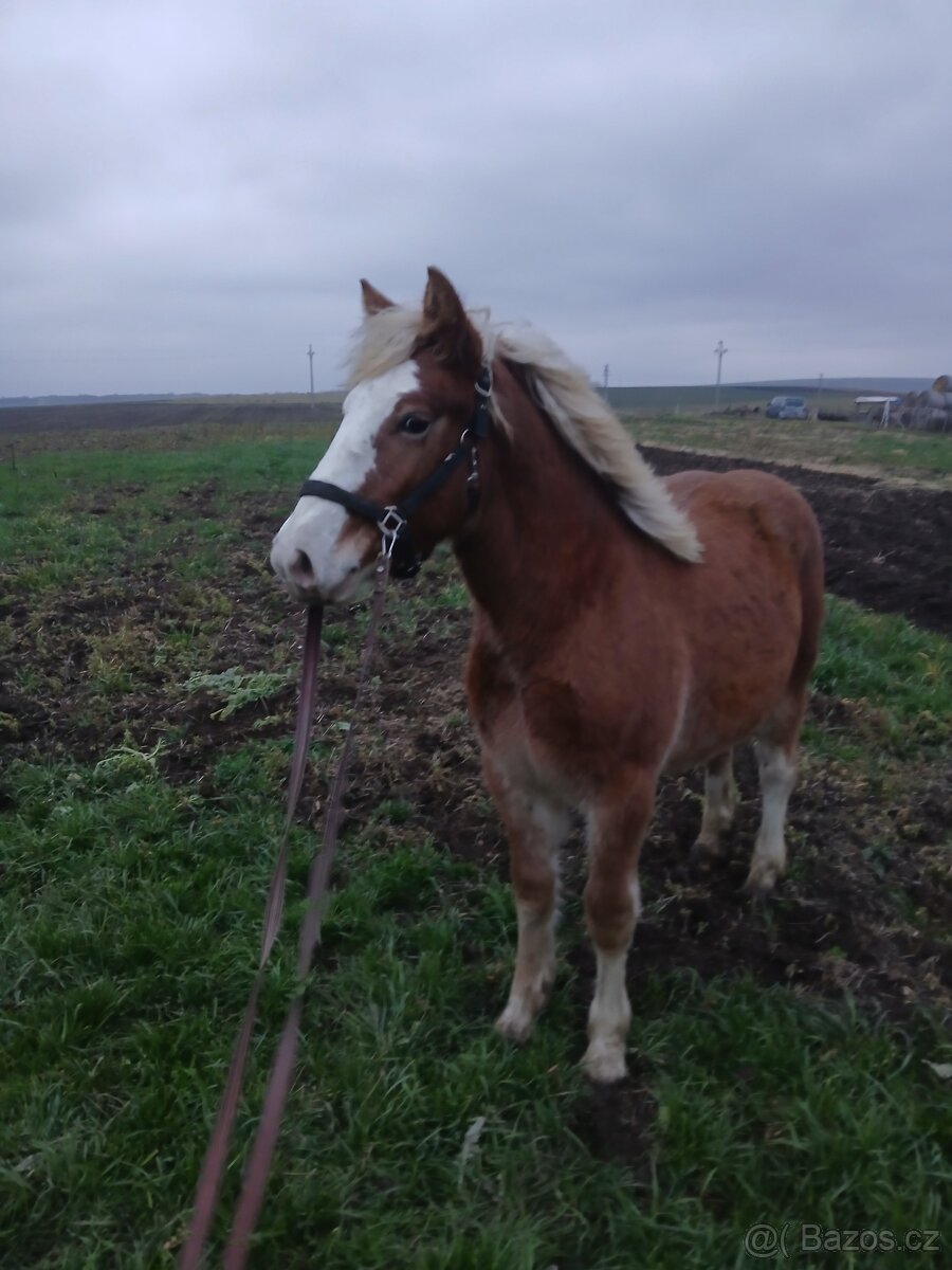 Prodám kobylku čmb - 4