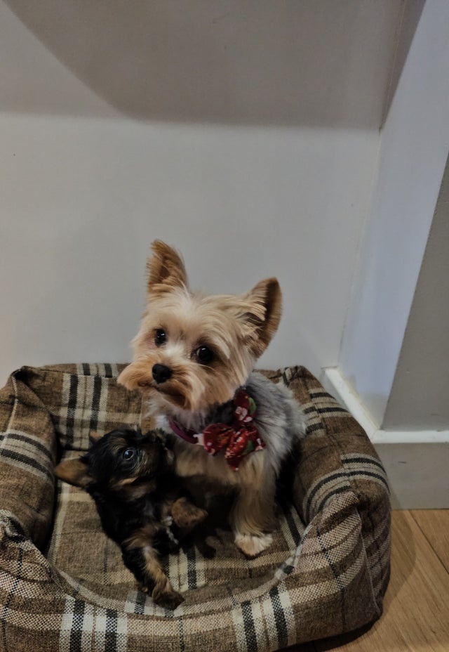 Jorkšírský teriér - 4