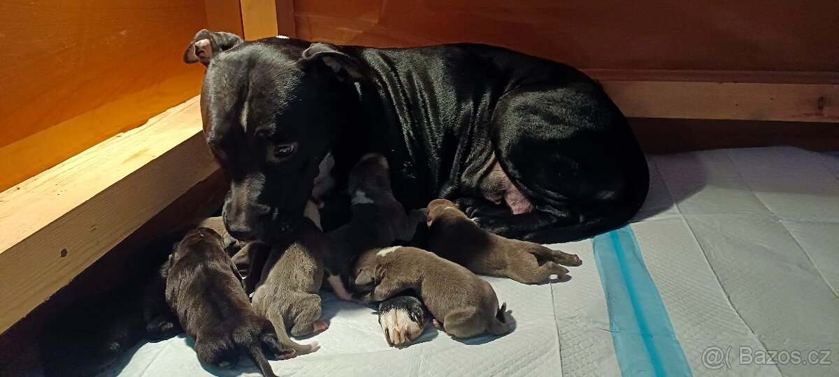 Americký stafordšírský teriér - 4