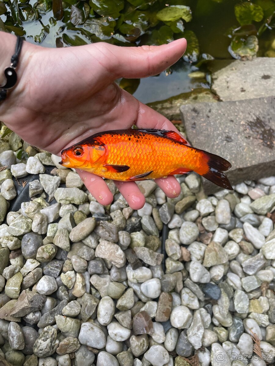 Karas do jezírka - 4