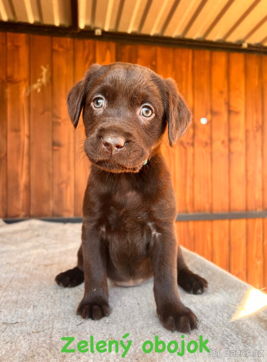 Labrador šteniatka - 4