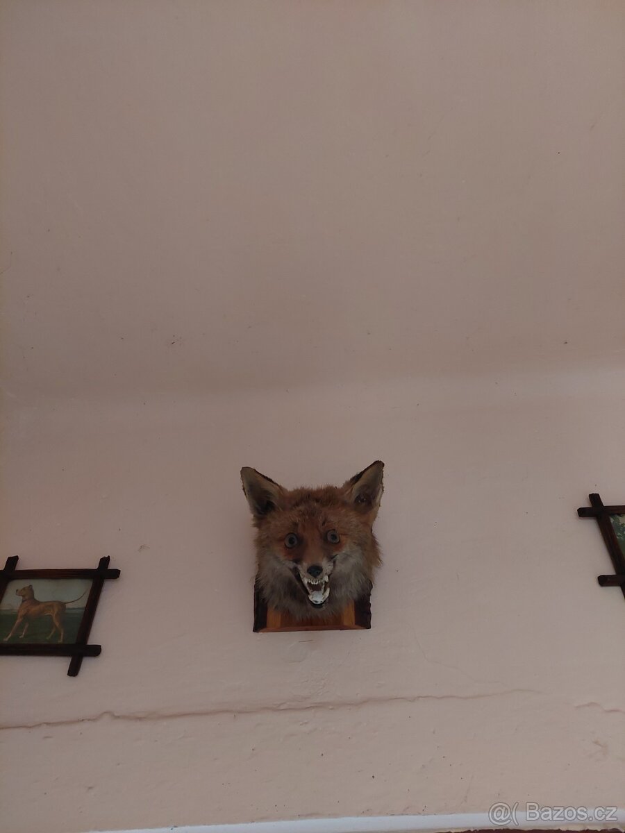 Vypreparovaná zvířata a parohy. - 4