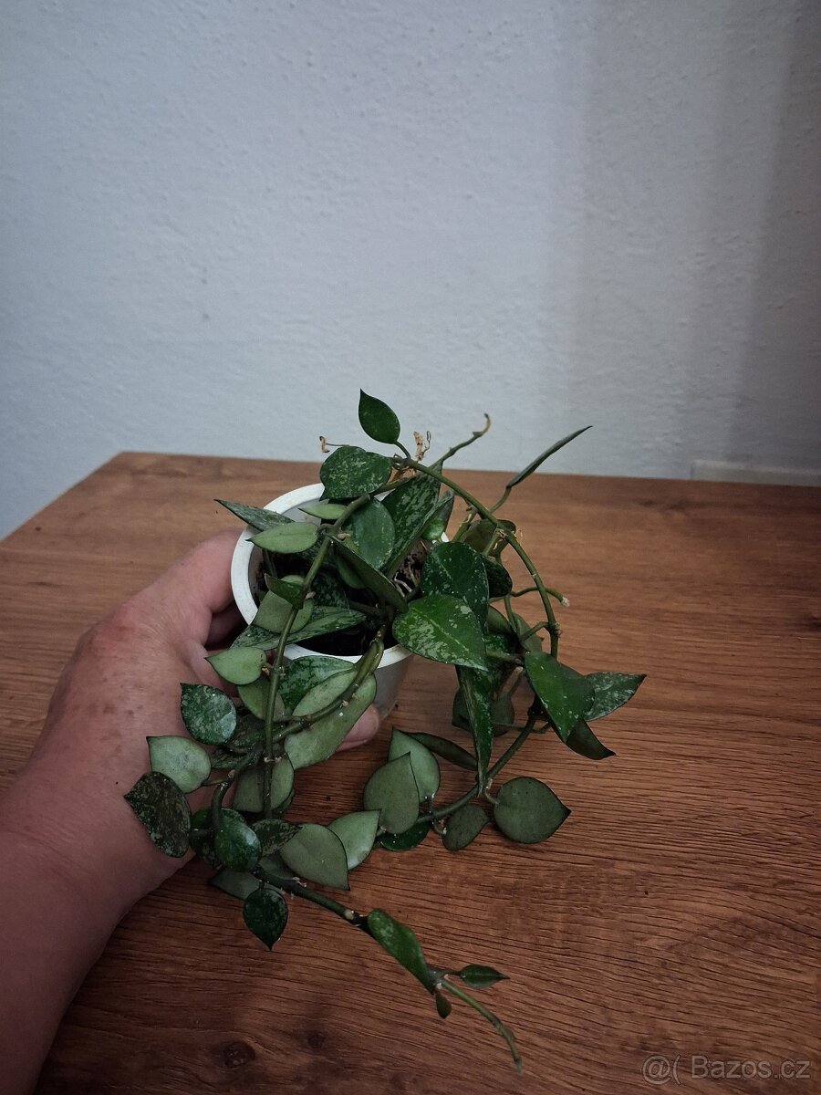 Pokojové rostliny 3 - 4