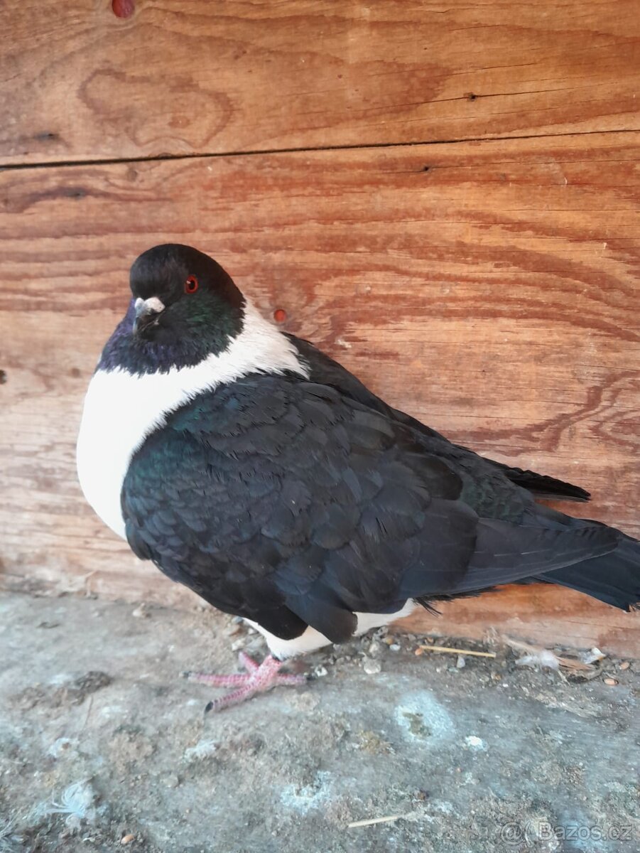 Prodám holuby - 4