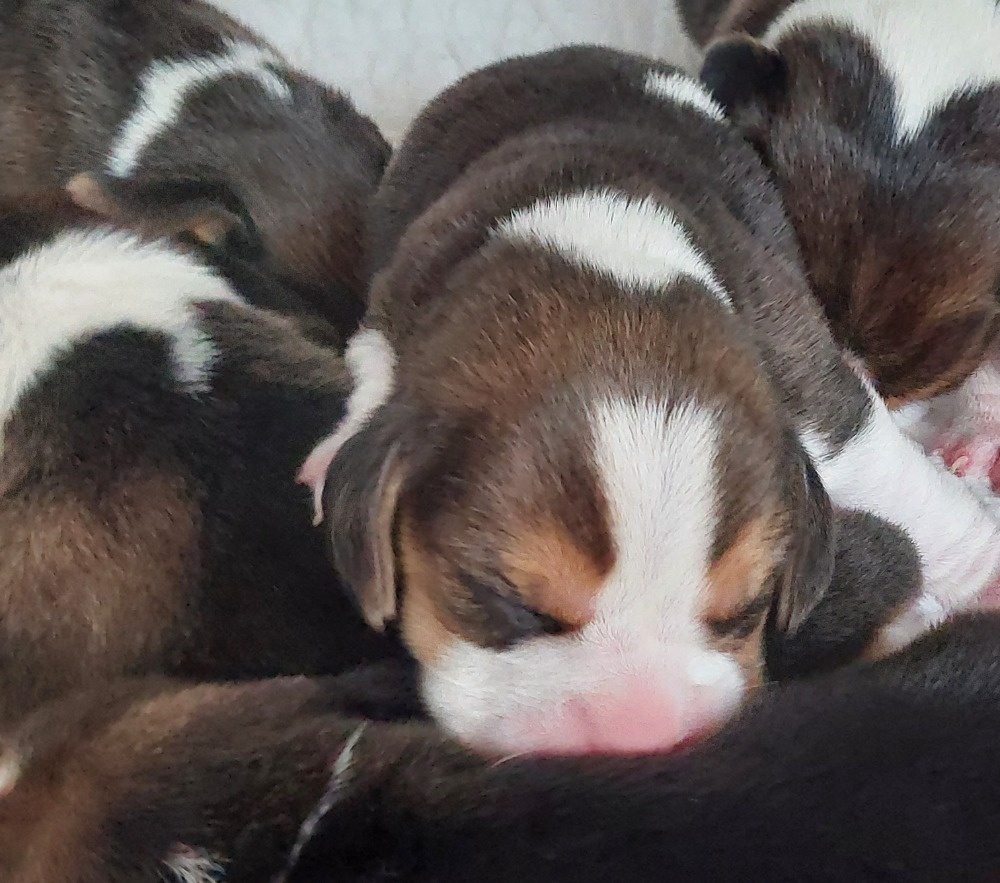 Bígl beagle štěňátko s PP - 4