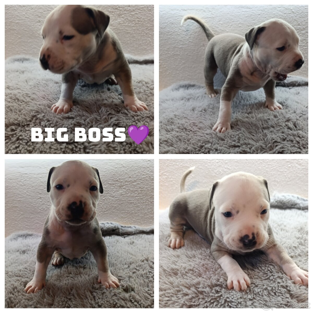 American Bully Standard - 4