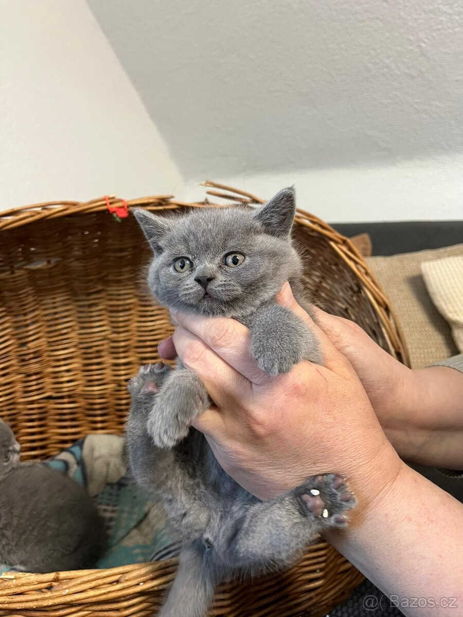 Britská modrá koťátka bez PP - 4