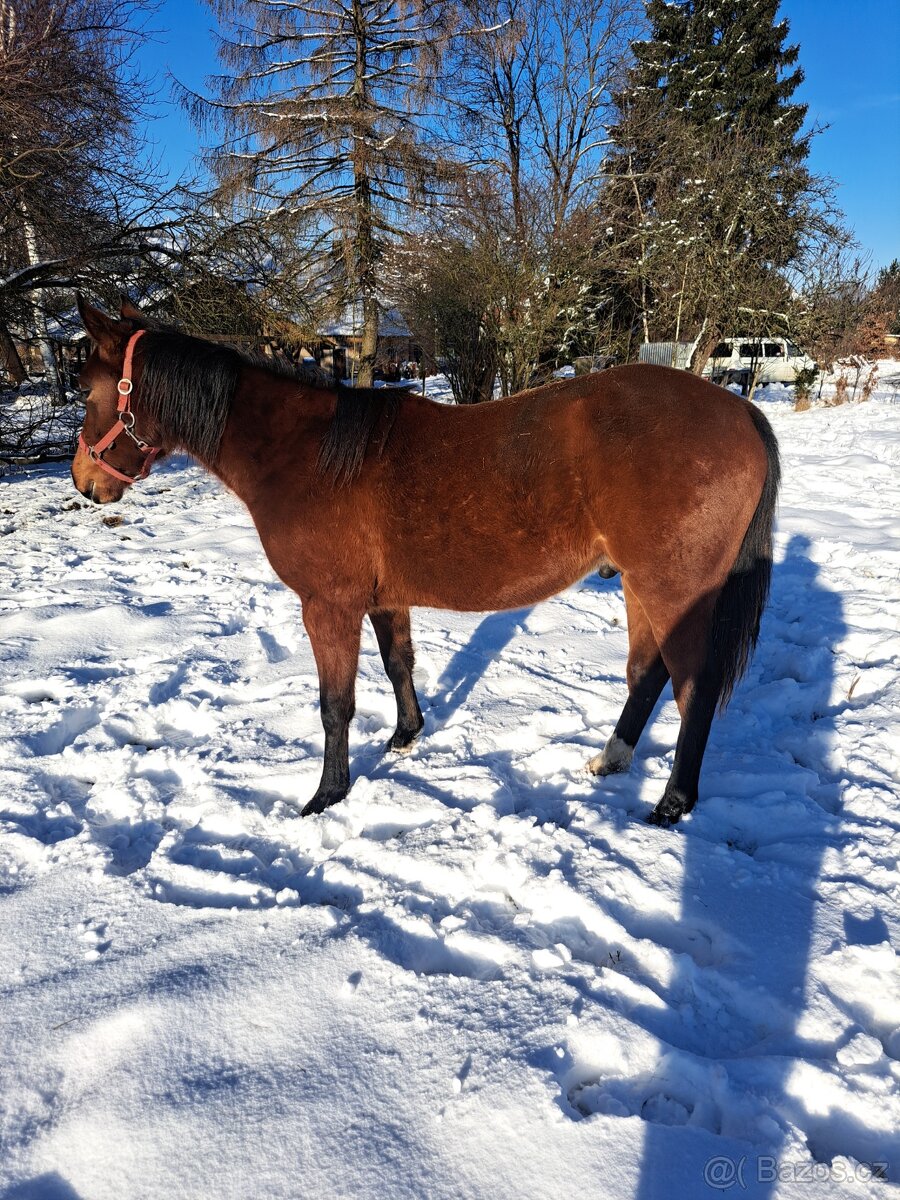 APH 2letý valach - 4