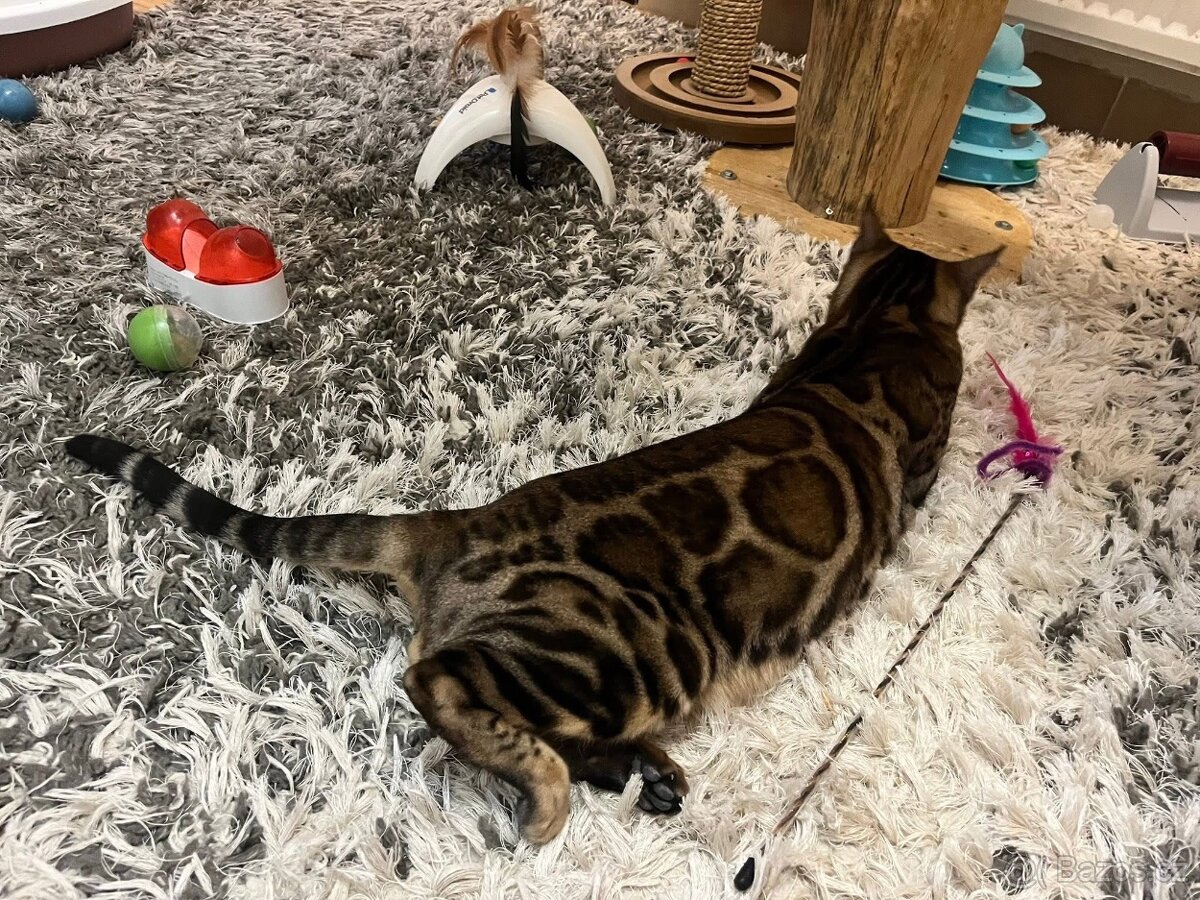 Bengálská kočka - 4