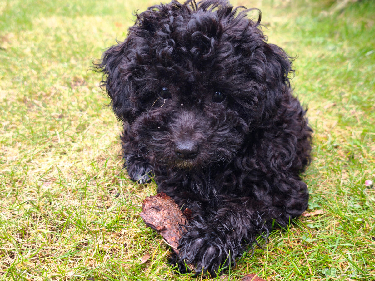 pudl trpasličí - 4