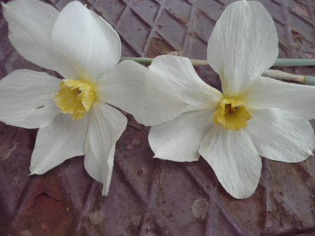 Narcisy - 4