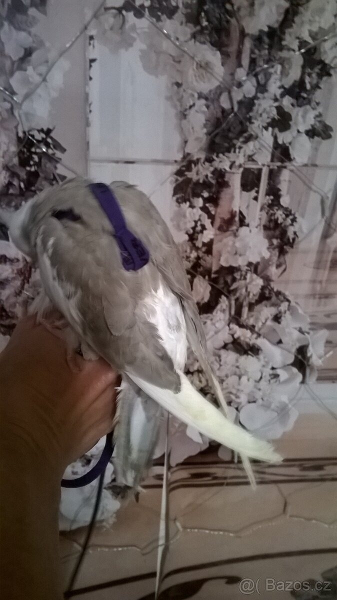 KORELA RUCNE DOKRMENA mlade UCENA NA KSIRKY - 4