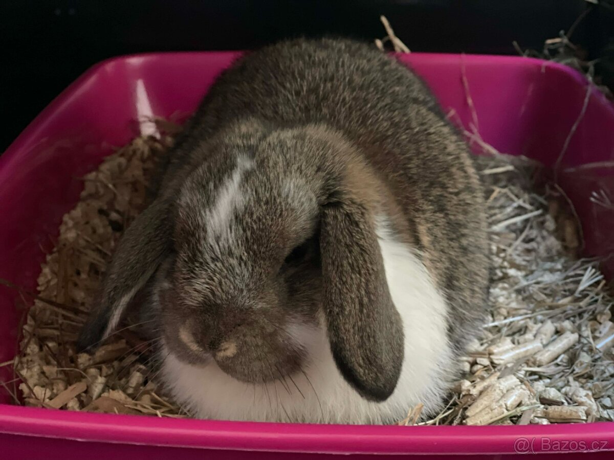 zakrslý králík - beran - 4