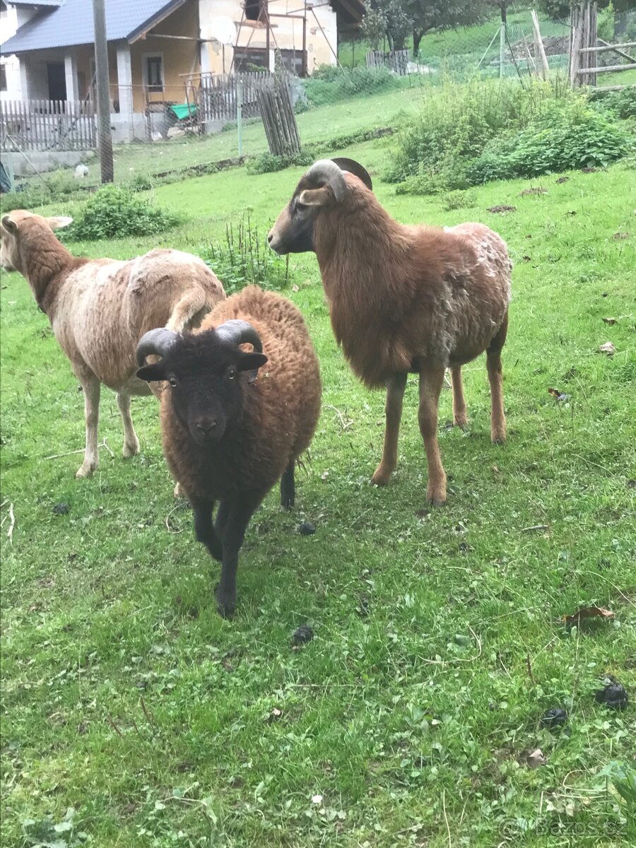 Prodám Quesanského beránka - 4