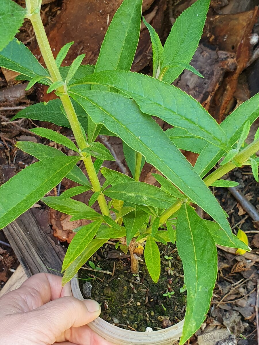 Motýlí keř růžový 20cm - 4