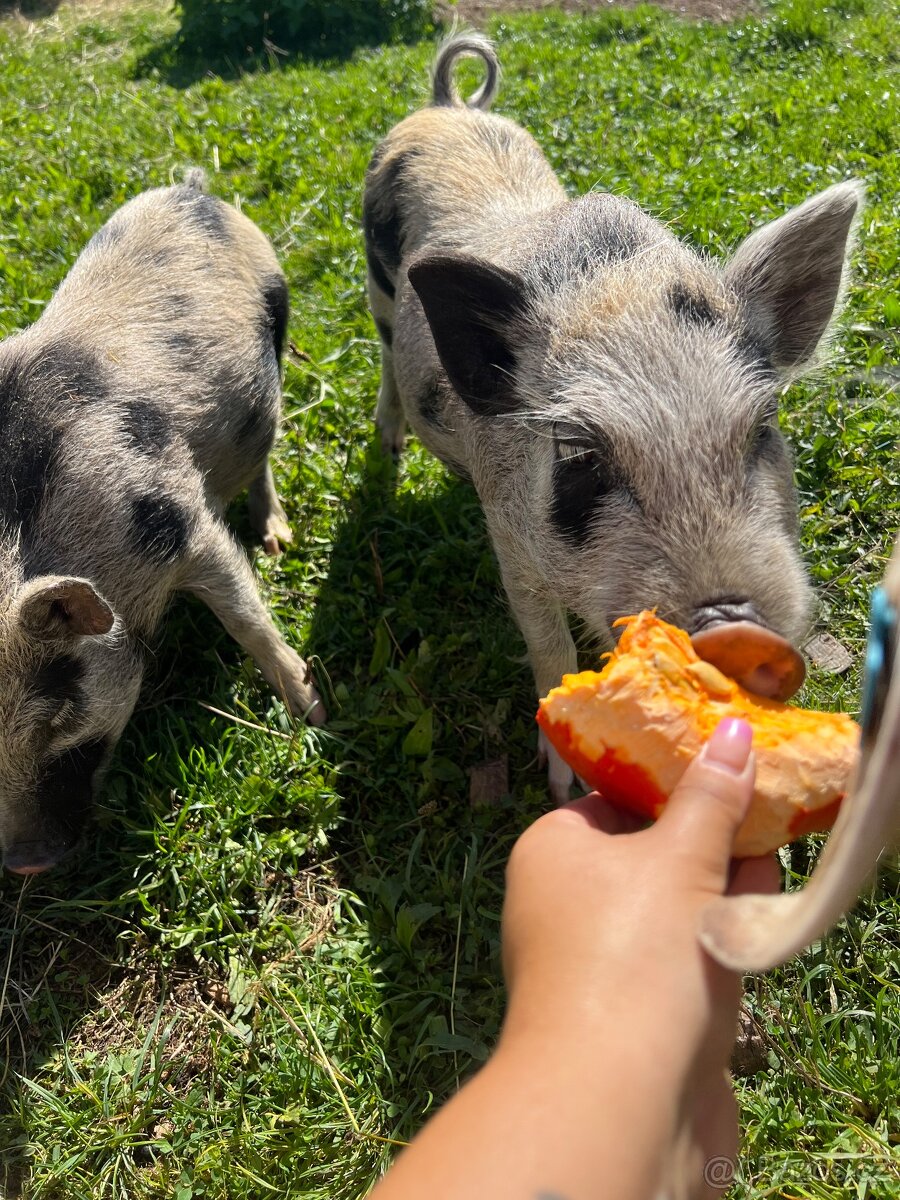 Gottingenské prasátko - kaneček - 4