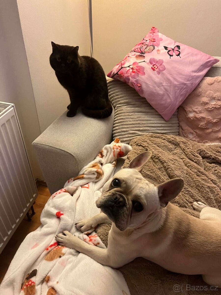 Britská čokoládová kočka s PP - 4