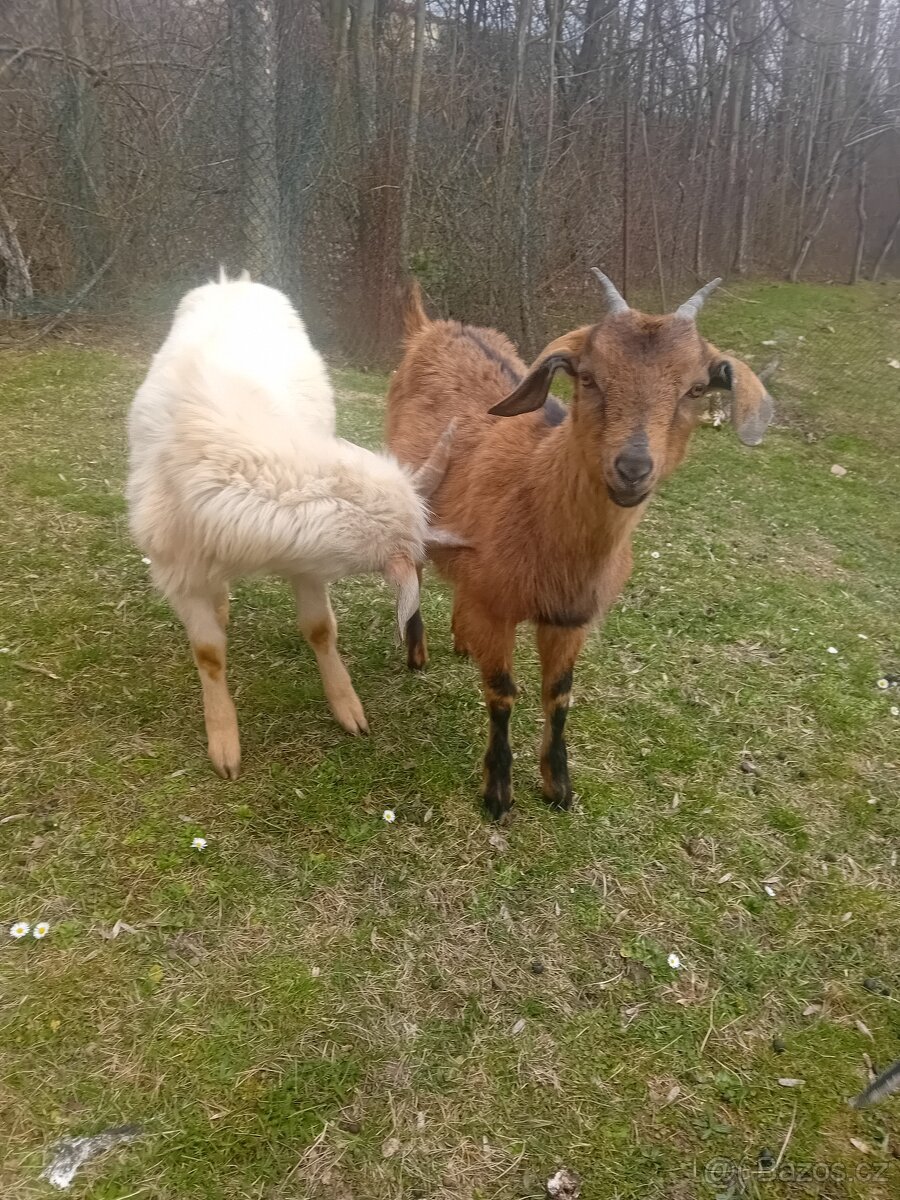 Kůzlata - 4