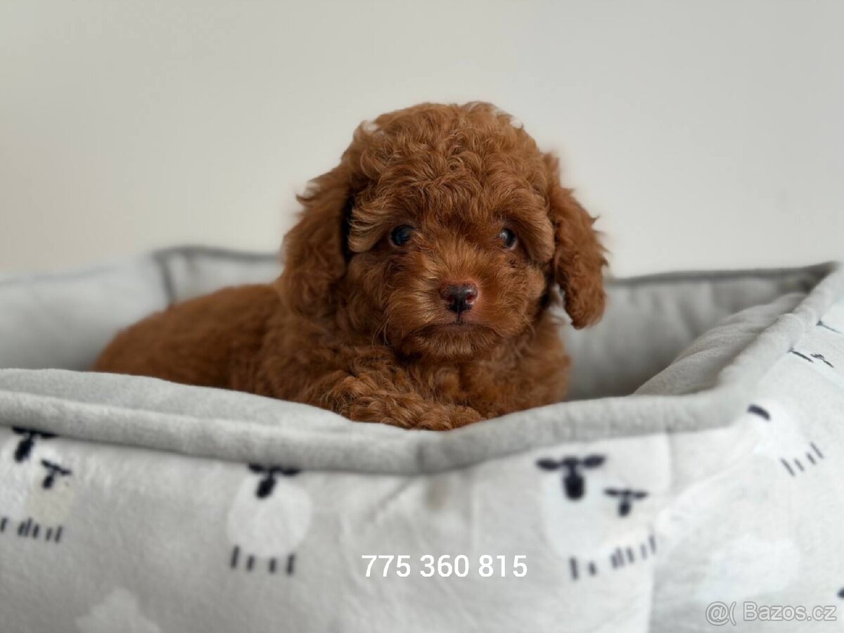 Chlapeček Maltipoo f2 - 4