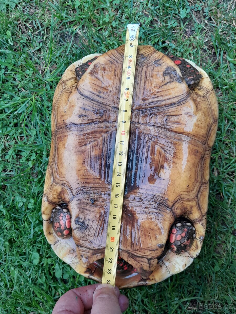 Želva Uhlířská - dospělé dvě samice - 4