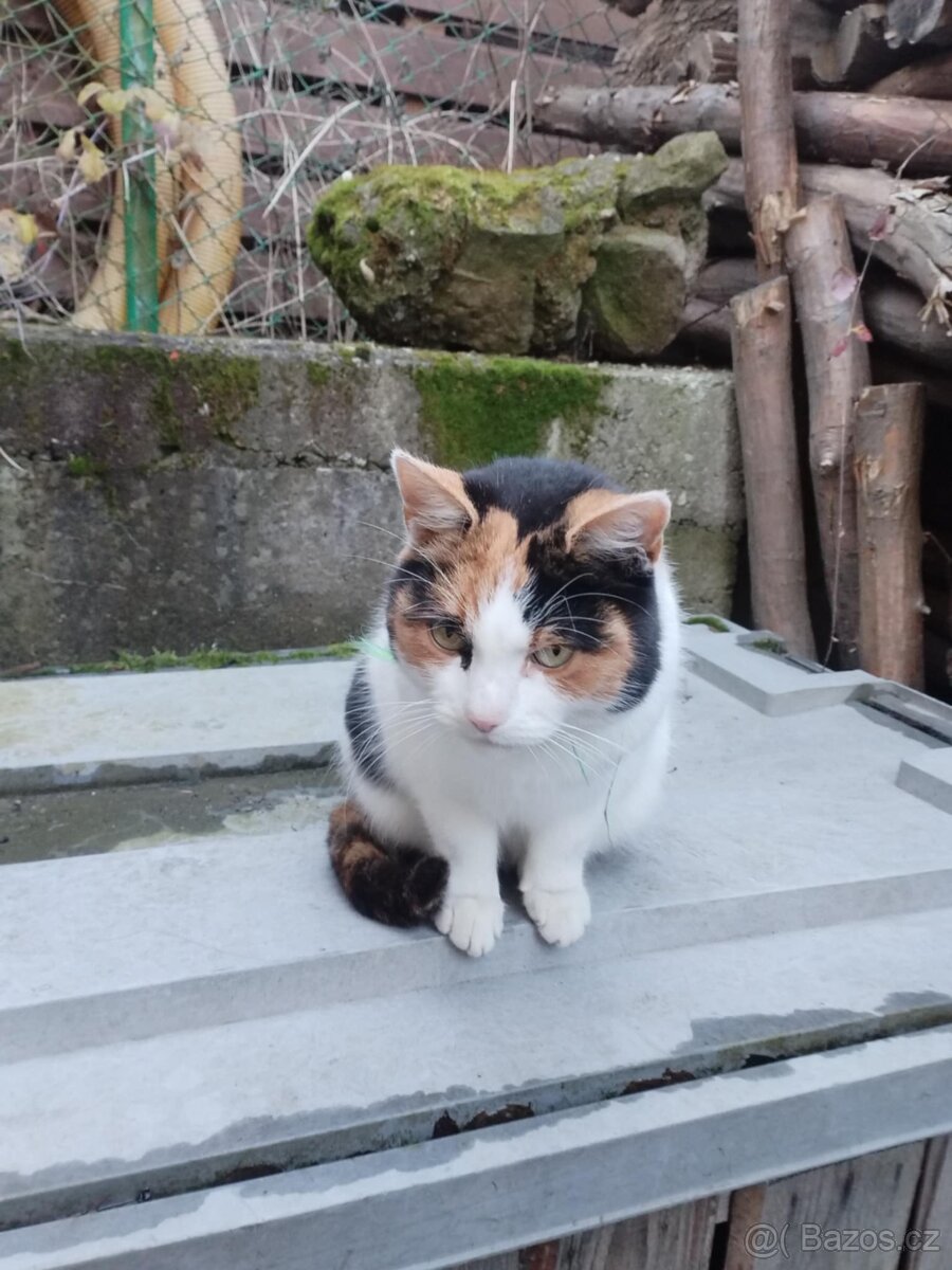 Daruji kočku - 4