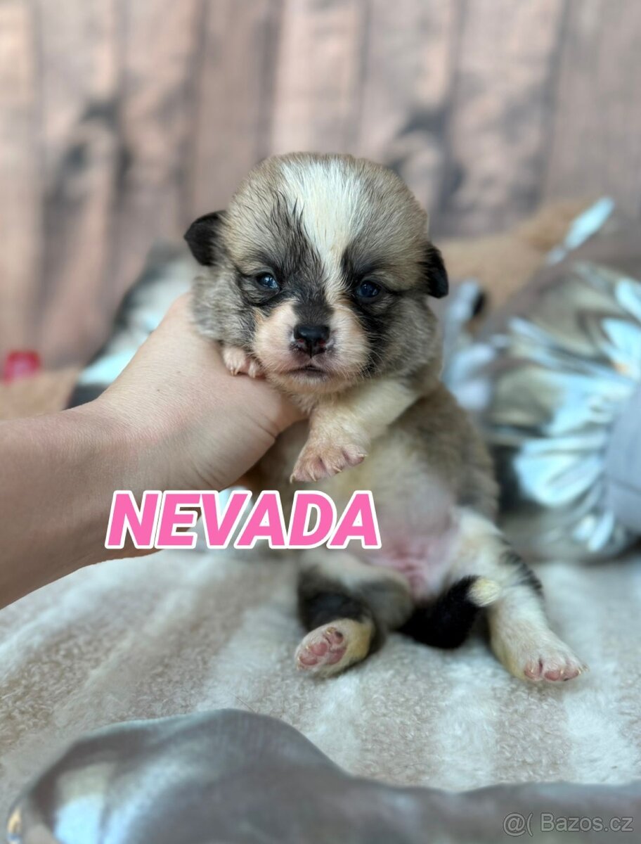 Welsh Corgi Pembroke - 4