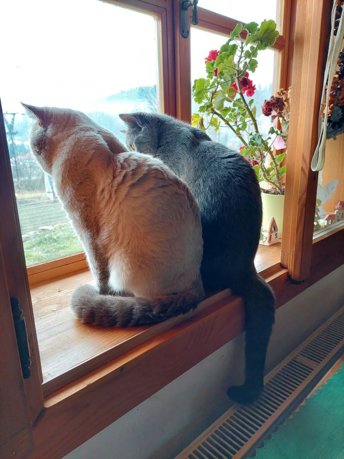 Koťátka – britská kočka - 4