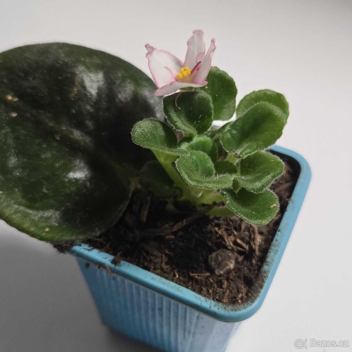 Fialka bílá, růžové okraje květů - 4