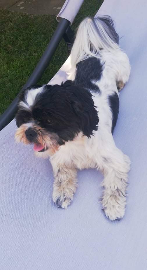 Krytí Shih - Tzu - 4