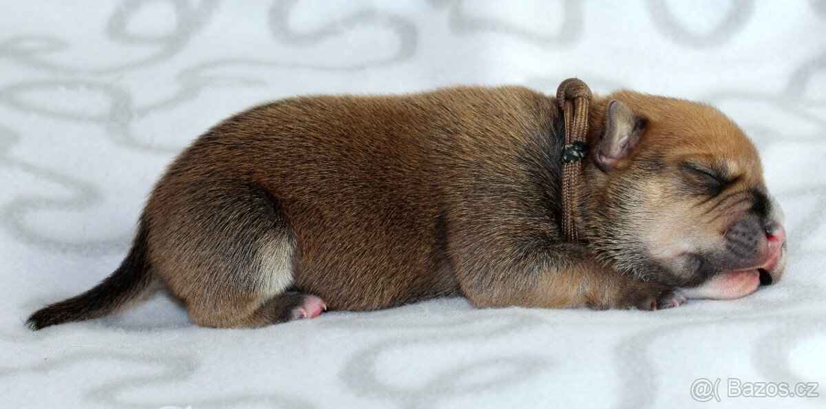 Stafordšírský bulteriér - pejsci s PP - 4