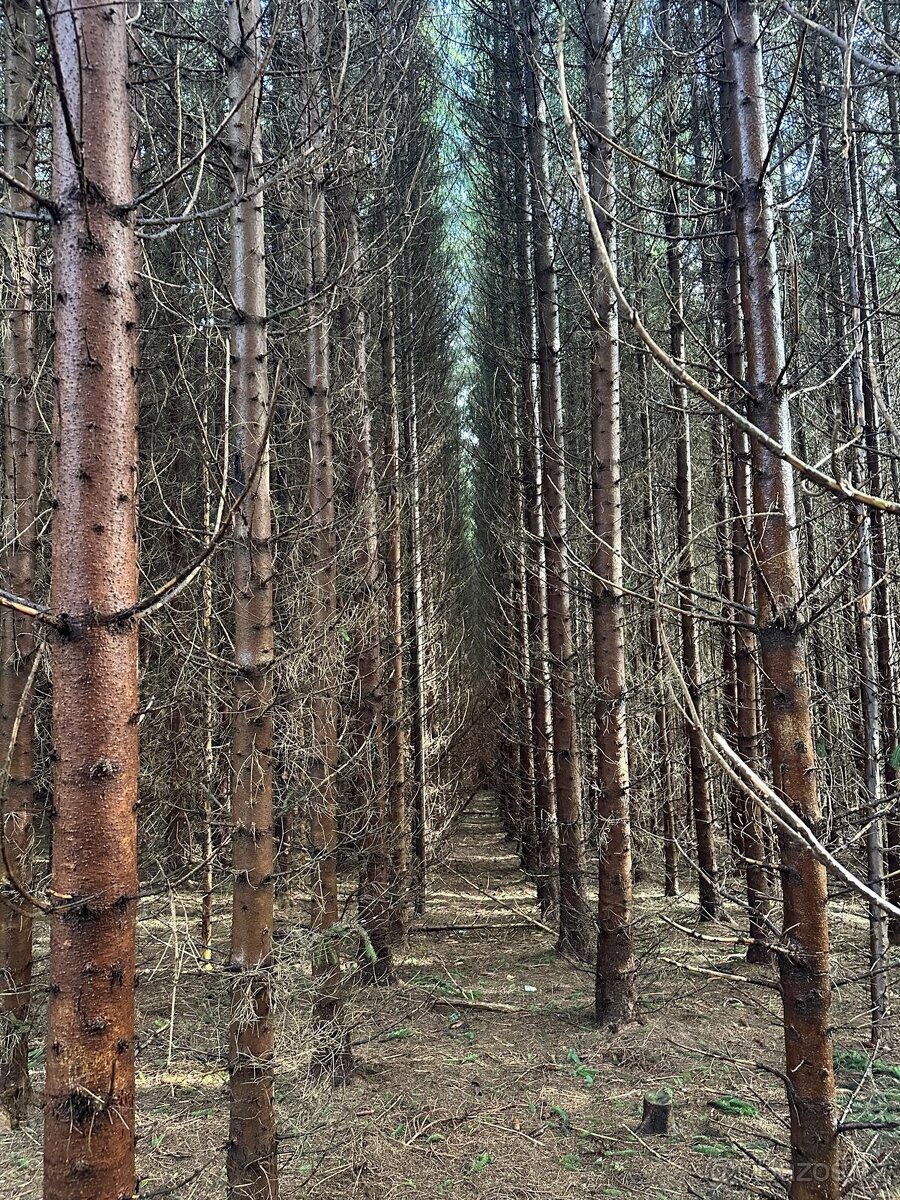 Smrkový les 35let starý sázený - 4