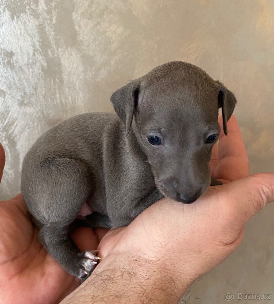 Italský chrtík - 4