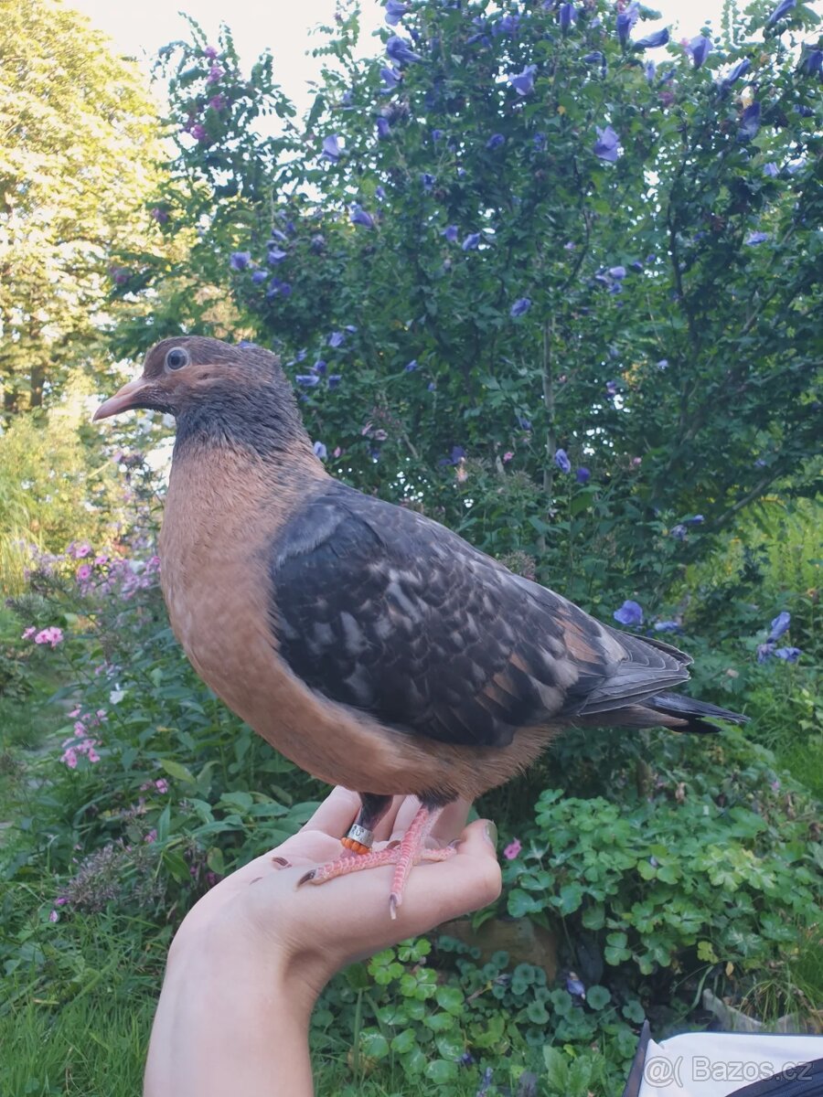 Hledáte holubího parťáka? - 4