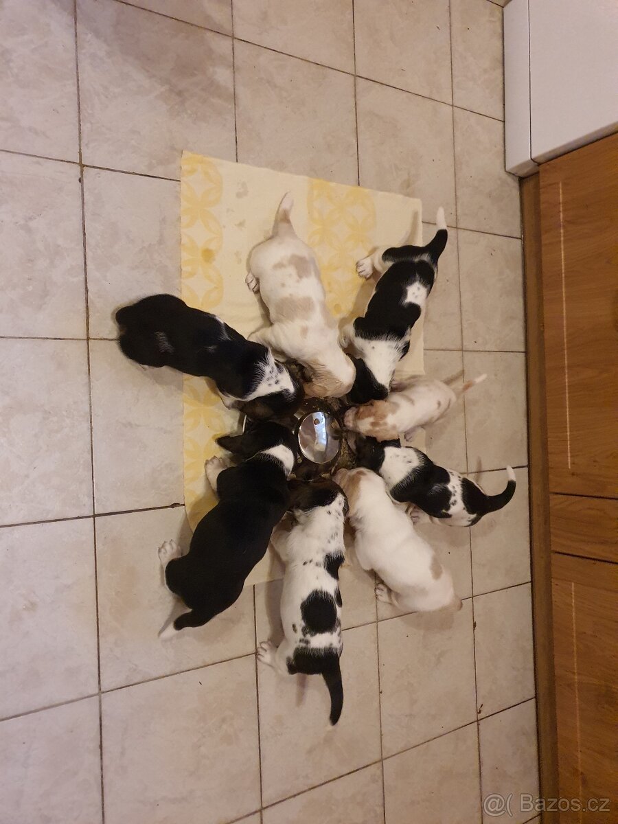 ŠTĚŇATA BASSET HOUND BEZ PP PO RODIČÍCH S PP - 4