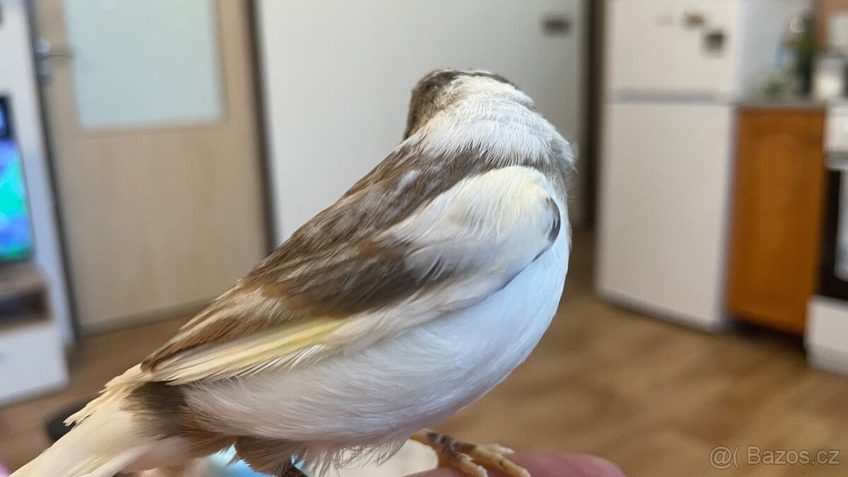 Nabízím samička narozeniny 6/2025. - 4