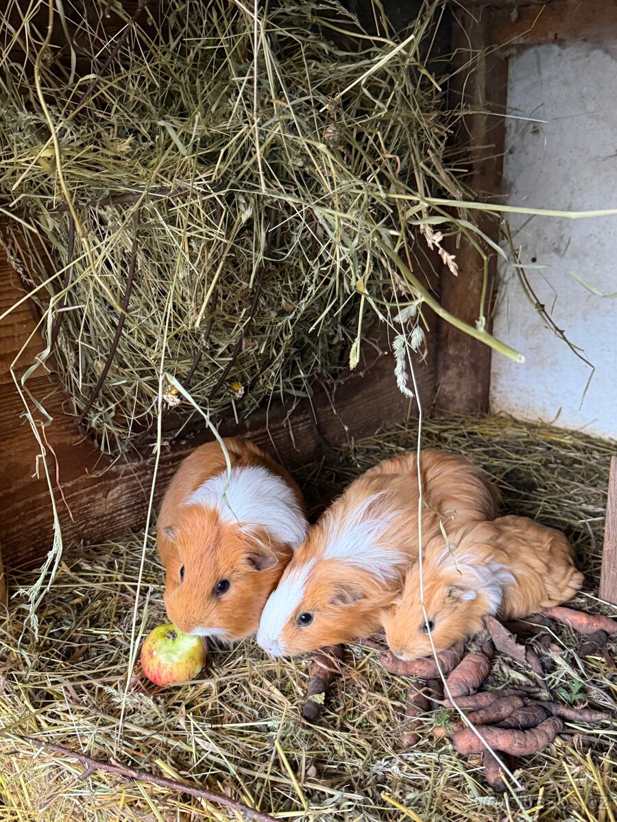 Darujeme morčátka - 4