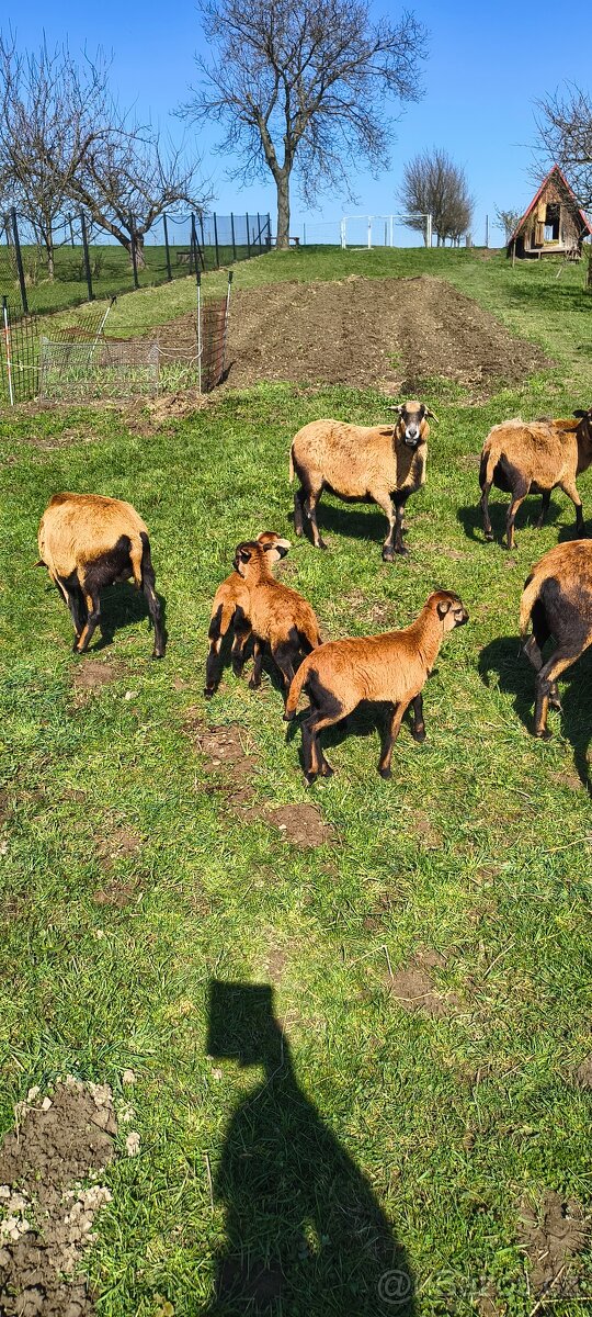 Kamerunské ovce - 4