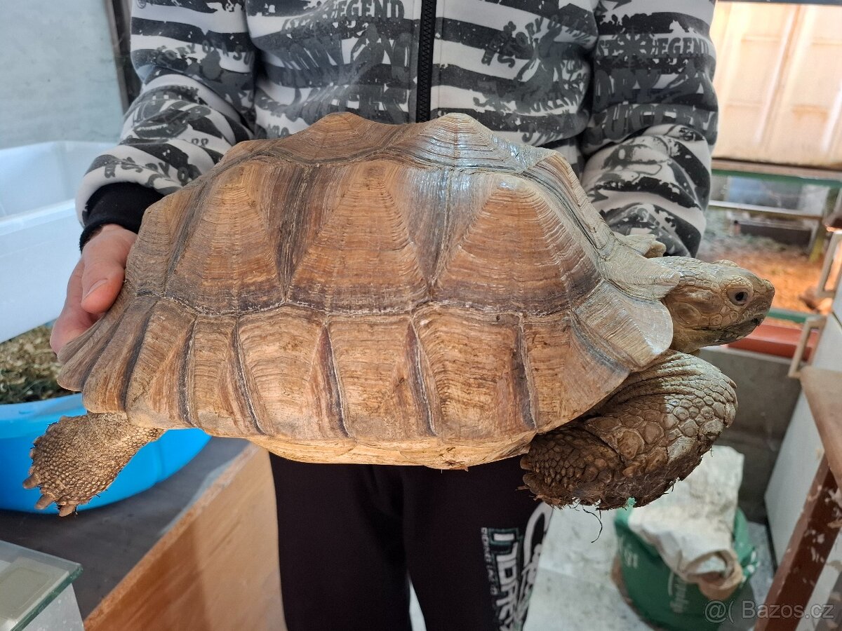 Želva ostruhatá (Centrochelys sulcata) chovný pár. - 4