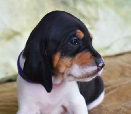 Bernský honič krásná štěňata - 4