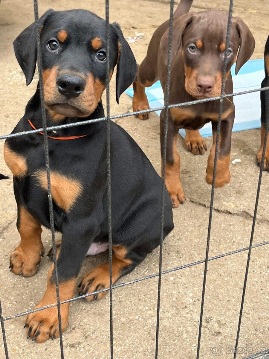 DOBERMAN S FCI PP - dobrman štěňata - 4