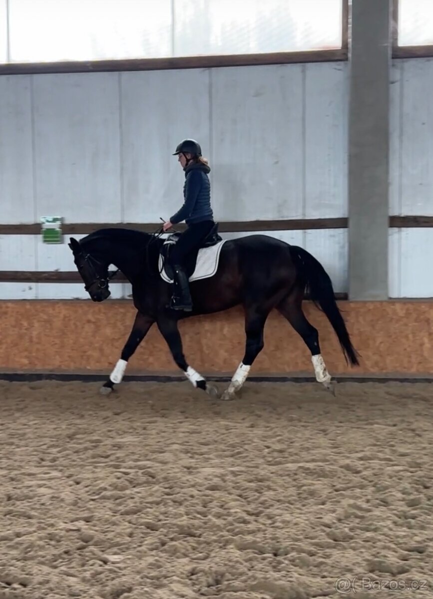 Charakterní klisna do sportu nebo jako luxusní hobby kůň - 4