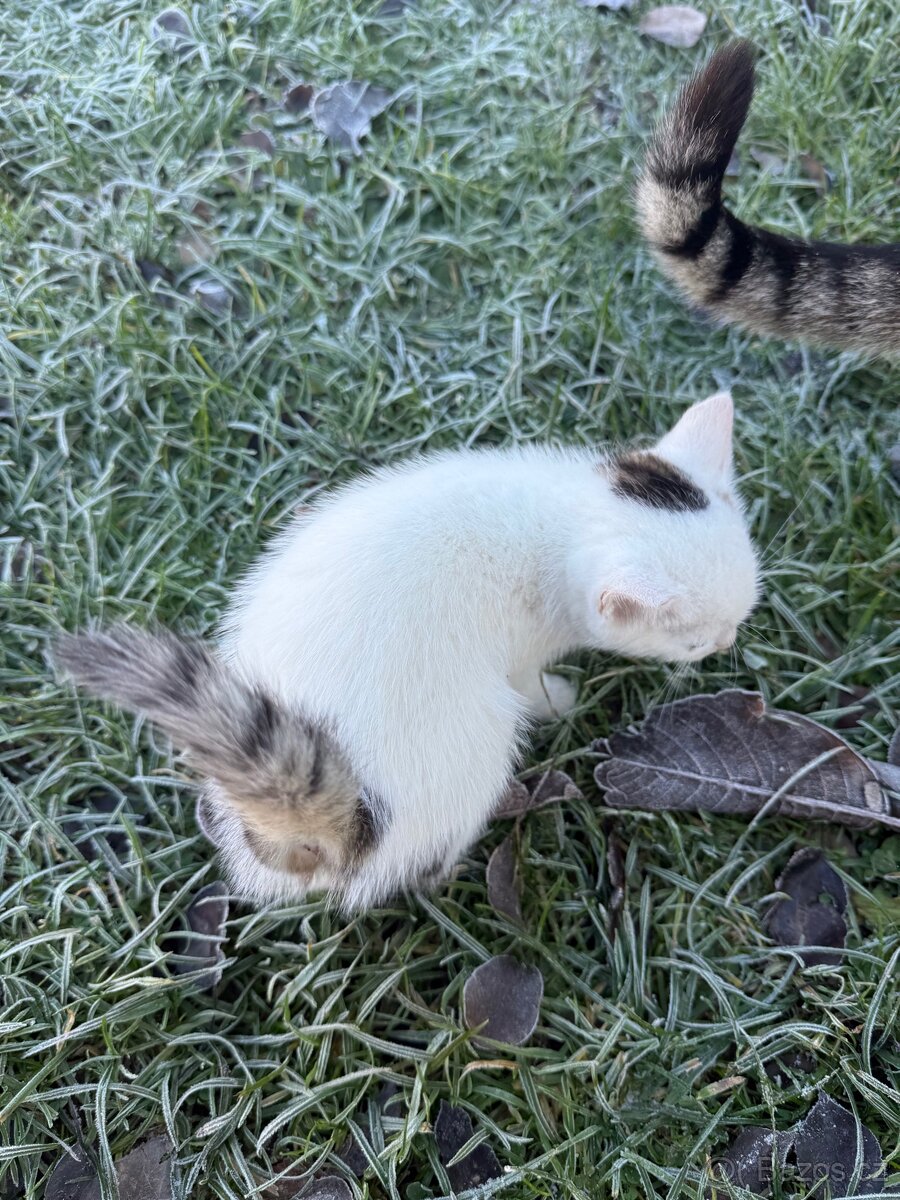 Kotě - Dobříš - 4