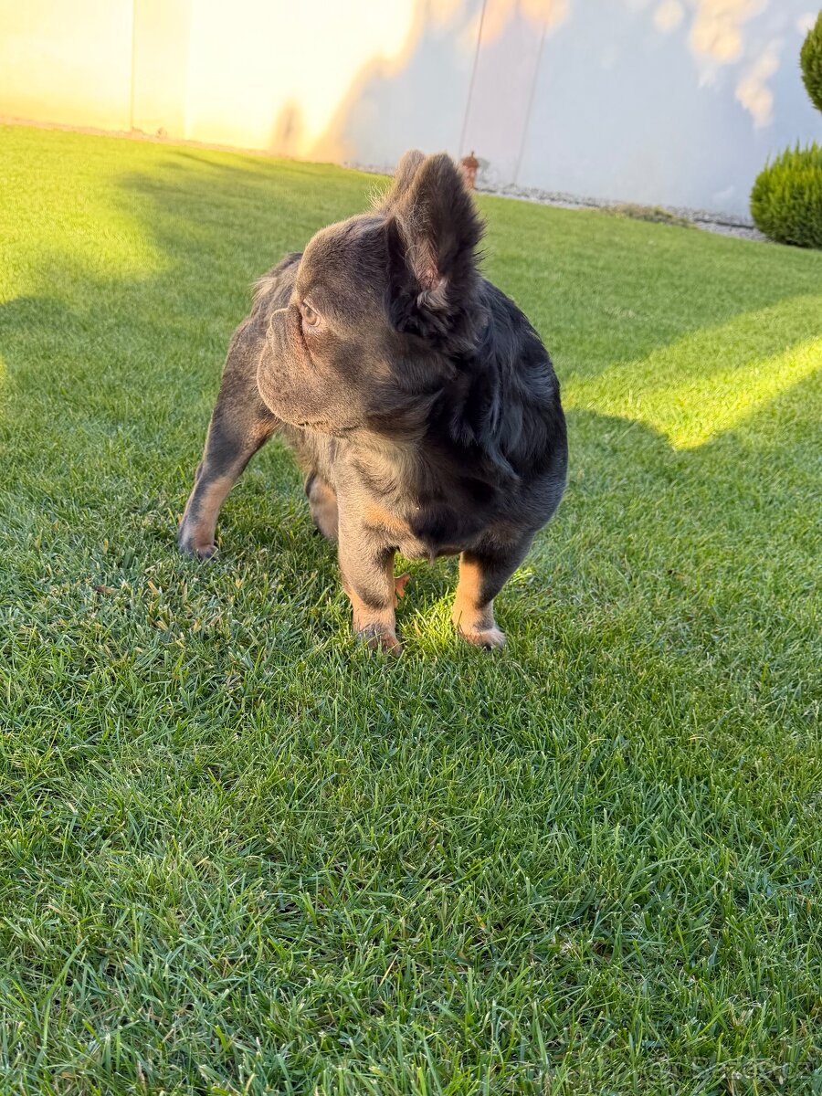 Francouzsky buldoček blue tan dlhosrstá big rope fenka - 4