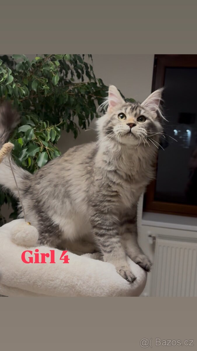 Mainská mývalí koťata s PP - 4