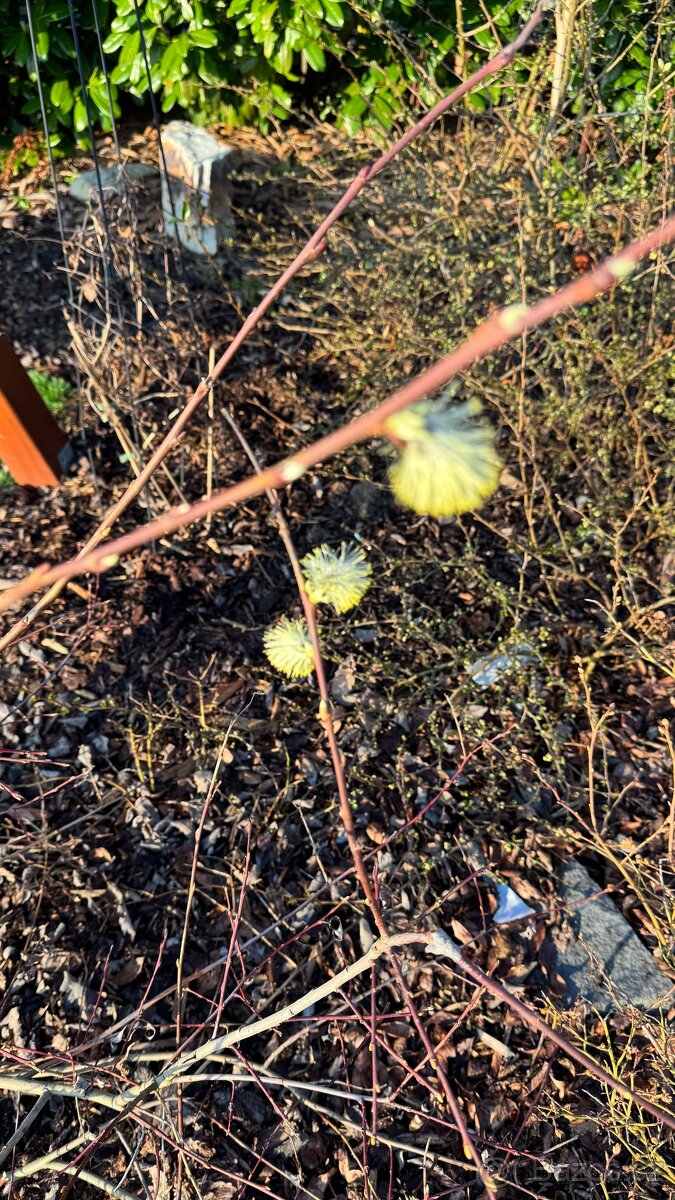 Levandule, bobkovišeň, barvínek - 4