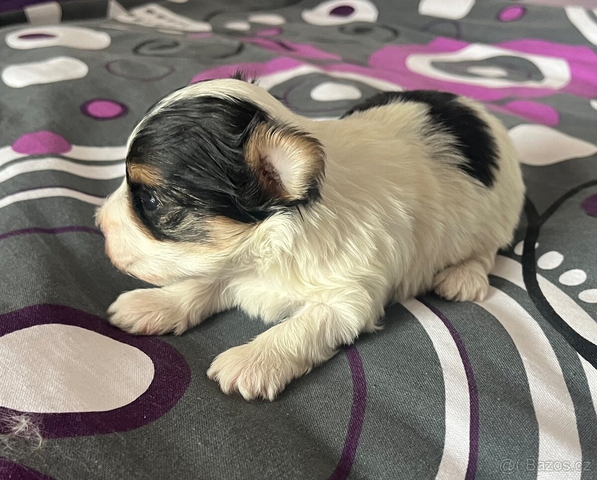 Jorkšírský teriér - 4